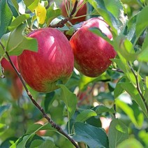 착한가격 나무생각 사과(홍로)*1등묘(5주묶음)