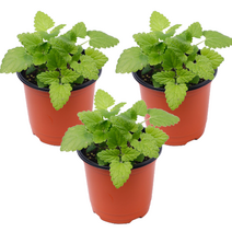 집사마켓 캣닢 화분 3개 고양이마약 캣닙 생화 식물 모종