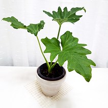 오블리 몬스테라 아단소니 키우기 식물재테크 개업화분 독일토분, 단품, 1개