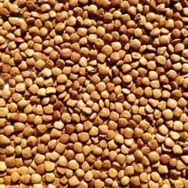 히카마씨앗 500g/얌빈씨앗/멕시코감자씨앗/히카마종자, 1개