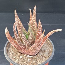 꽃다리 성좌 99 다육식물 하월시아 아이만배송