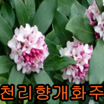 크렌베리묘목 포트묘3그루 유실수 꽃나무 나무묘목, 천리향개화주1주