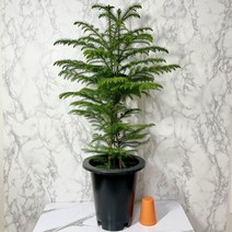 아라우카리아 상품