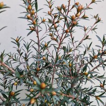 [다온야생화] W2764 일지매 (15cm) [랜덤], 1개