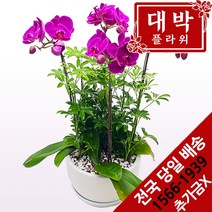 대박플라워 핑크호접 서양란 승진선물 취임란 영전 이전 개업선물 부모님선물 꽃배달