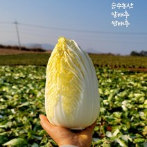순수농산 알배추 쌈배추 3통 6통 12통 알배기 배추 직거래 판매, 알배추(쌈배추)