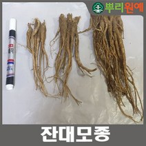 뿌리원예 잔대 종근잔대모종 딱주종근 사삼종근 10개