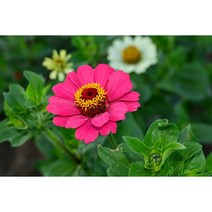 키작은 백일홍씨앗 혼합종 40립 (CN)(혼합색)