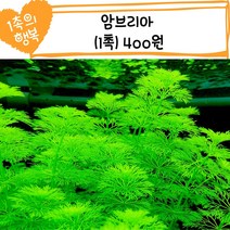 [물멍초] 한 촉의 행복 시리즈! 키우기 쉬워도 너무 쉬운 암브리아 1촉
