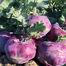 제주 콜라비 4.5kg 못난이 사이즈혼함, 단품