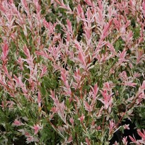 묘목/무늬버들(플라밍고샐릭스) 키120cm 스탠다드형 포트 G0516