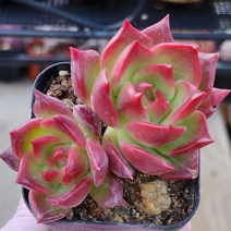 예쁜다육이 총집합 골라담기, 20번-리얼레드