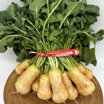[고냉지알따리무우] 알타리무 3kg내외 총각무 초록 무우 판매 진맛깔