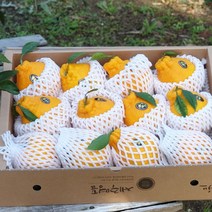 제주도 한라봉 5kg(12-18수 대과 선물용) 오감만족 상큼하고 과즙미 팡팡 품격있는 명절과일선물세트! 박스무게포함