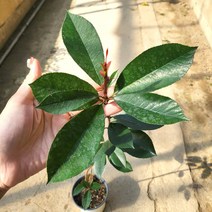 봄바람가든 홍가시나무 레드로빈 H0.5m 내외포트 꼼꼼한포, 1개