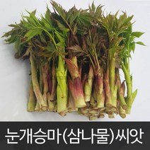 눈개승마 씨앗 삼나물 약초 채소 종자 토종 씨 500알