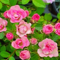 묘목-찔레꽃(애기겹찔레 ) - 화분지름10cm(2개) km128