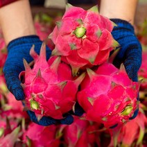 영화청과 특급 베트남 용과 4kg 열대과일 먹는법, 쿠팡 1, 쿠팡 본상품선택