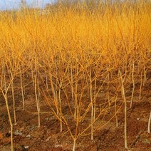 충주원예조경 황금회화 성목R2(개화주), 주