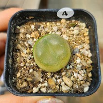 마우가니 코노피튬 4번 용인수다육, 1개