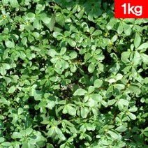 생쇠비름 1kg - 잘키운 국산 쇠비름생초