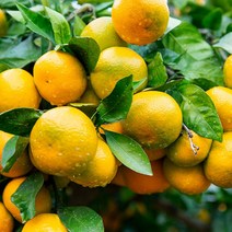 (초록자연) 제주 타이벡 감귤 3kg (로얄과) 고당도, 상세페이지 참조, 상세페이지 참조