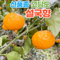 제주 설국향 수라향 신비향 아스미 3kg 5kg 10kg, 정품 10kg(45-60과), 1개