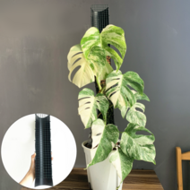 수태망 수태벽 만들기 수태봉 키트 몬스테라 식물 지지대, 검정 (소형 40cm)