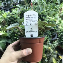 꽃피리 나폴리나이트(공기정화식물)에덴로소실버