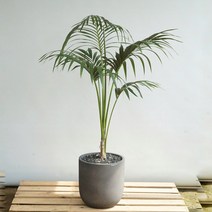 플라워바인 겐차야자 켄차야자 빈티지다크그레이화분 개업식물배달 서울당일배송, 필요없음, 기본서랍식