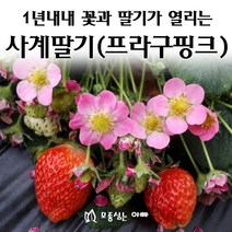 [모종심는아빠] 1년내내 꽃이피고 딸기가 열리는 사계딸기 프라구 핑크 분홍꽃
