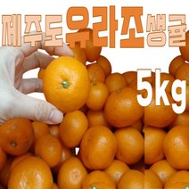 유라조생귤 제주도 고당도 비가림 대포감귤 5kg