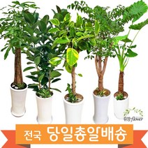 개업 축하 화분 대형 전국 당일배송, 01. 녹보수