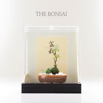 프로디아 미니여쳐 분재 소나무 삼나무 장식모형, 선택12 모음 (갈색 타원화분)