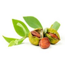 골든호호바오일 100ml/호호바유/조조바오일/Golden jojoba oil/비정제/캐리어오일/천연화장품/마사지오일/호호바오일, 500ml, 1개, 500ml