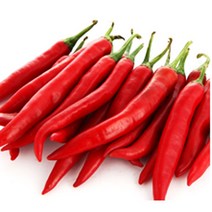 청량고추500g 꽈리 모닝 오이맛고추, 홍고추, 500g