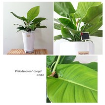 햇살농장 중대형 공기정화 식물 화분, 콩고, 1개, 1개