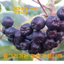 장터할매 아로니아, 아로니아 생과 5kg, 1box