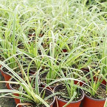 무늬사초 x 10포트, 꽃모종