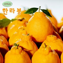 한라봉 선물로 좋은 제주도 한라봉10kg 36과 27과 23과 선택/산지직송, 1박스, 제주 한라봉5kg 14과