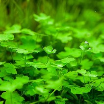 AQUAMARKET [전경 중경]아메리칸 노치도메 5촉, 1개, 1개