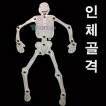 (사이언샵)인체골격맞추기(10인), 상세설명참조