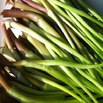경북 청도 한재 미나리 1kg 2봉 / 총 2kg