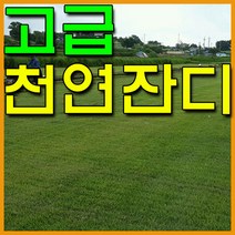 보성잔디농장 추천 상품 목록
