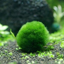 365수족관 마리모 2-3cm 1개