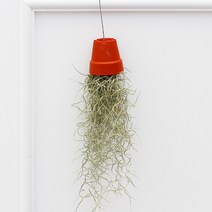 아침향기 공기정화식물 수염틸란드시아, 1개