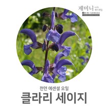 제미니상사 클라리세이지, 1개, 10ml