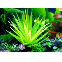 수아쿠아 수족관 인조수초정야, 1개