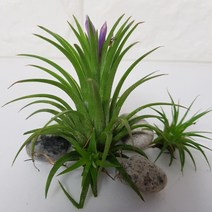 트리앤 틸란드시아, 1개