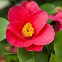 [허니솝] 천연 베이스오일(캐리어오일) 버터 비누만들기재료 화장품만들기재료, C29. 동백오일 100ml